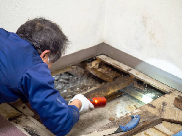 Best Same-Day Mold Removal  in Frazer, PA