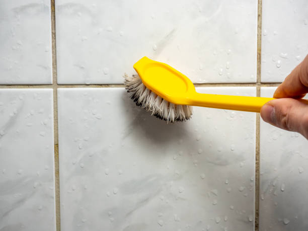 Trusted Frazer, PA Mold Removal Experts