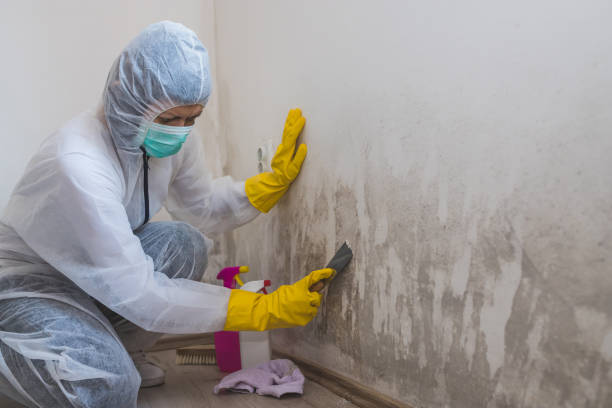 Certified Mold Removal in Frazer, PA