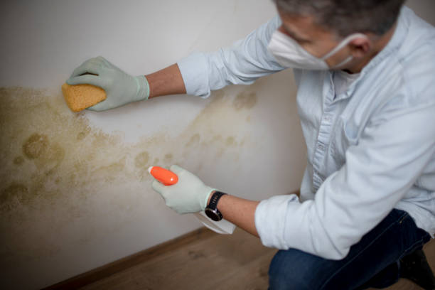Best Mold Removal Near Me  in Frazer, PA