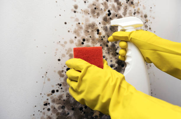 Best Local Mold Removal Service  in Frazer, PA